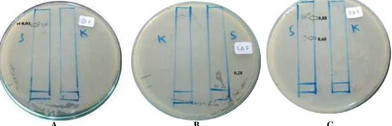 Gambar 1. Hasil uji bioautografi fraksi semipolar ekstrak etanol daging buah sirsak terhadap  Shigella sonneiKESIMPULAN  (A), Staphylococcus aureus (B) dan Pseudomonas aeruginosa(C) 