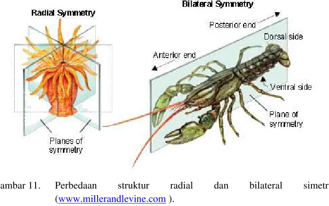 Gambar 11.   Perbedaan 