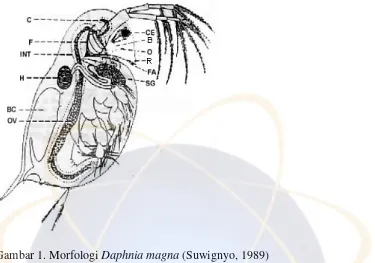 Gambar 1. Morfologi Daphnia magna (Suwignyo, 1989) 
