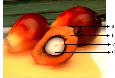Gambar 1. Lapisan buah kelapa sawit. Lapisan eksokarp (a), lapisan mesocarp (b),  lapisan endocarp (c), endosperm/kernel (d)