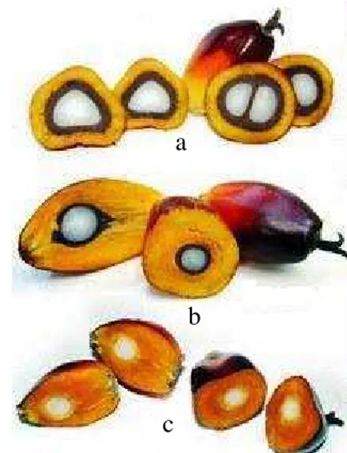 Gambar 2. Varietas buah kelapa sawit: dura (a), tenera (b), dan pisifera (c). a 