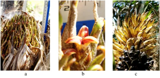 Gambar  4.  Tandan  bunga  betina  receptive  (a),  bunga  betina  (b),  tandan  bunga jantan anthesis (c)
