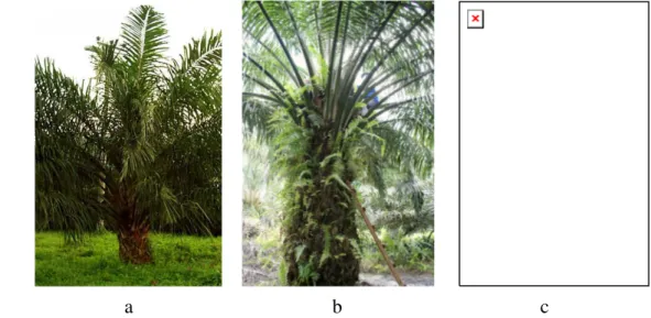 Gambar 5. Pohon kelapa sawit: umur 3 tahun (a), umur 6 tahun (b), dan umur  12 tahun (c) 