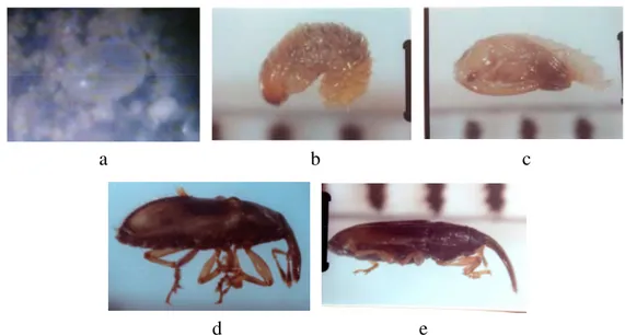 Gambar 8. Fase dalam siklus hidup kumbang E. kamerunicus: telur (a), larva  (b), pupa (c), imago betina (d), imago jantan (e)