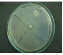 Gambar 7 Aktivitas antagonistik bakteri kandidat probiotik terhadap V. harveyi. 