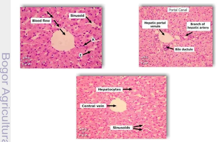 Gambar 2  Struktur histologi hati normal 