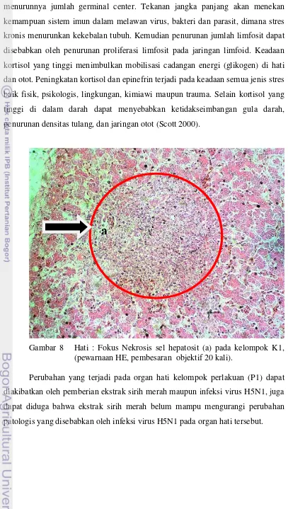 Gambar 8   Hati : Fokus Nekrosis sel hepatosit (a) pada kelompok K1, 
