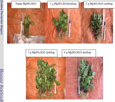 Gambar 4 Hasil biomassa tanaman daun dewa pada berbagai perlakuan 