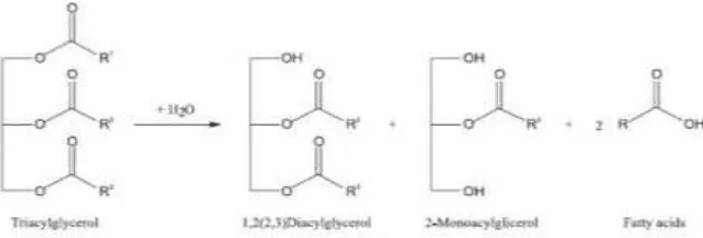 Gambar 15. Mekanisme reaksi hidrolisis (Carvalho et al. 2009) 