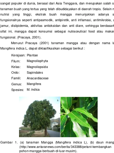 Gambar 1. (a) tanaman Mangga (Mangifera indica L), (b) daun mangga. 