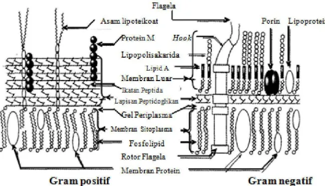 Gambar 4. Struktur Dinding Sel Bakteri Gram Positif dan Gram Negatif (Moat et 