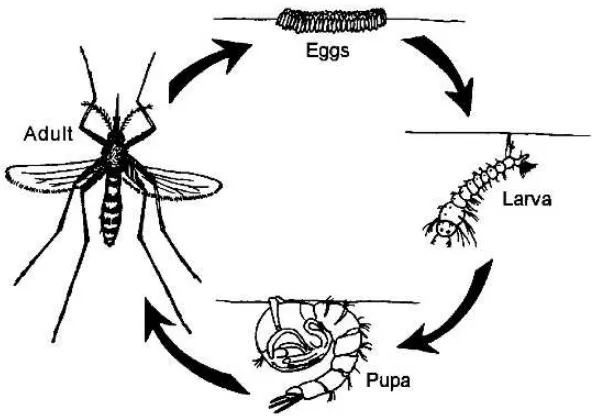 Gambar 2. Siklus hidup nyamuk Anopheles maculatus dan Anopheles aconitus 