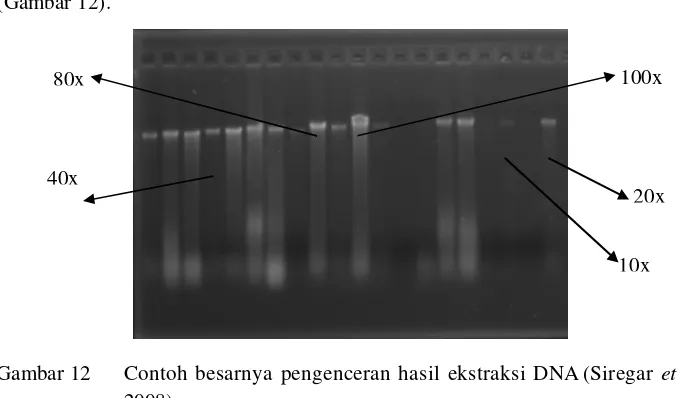 Gambar 12   Contoh besarnya pengenceran hasil ekstraksi DNA (Siregar et al. 