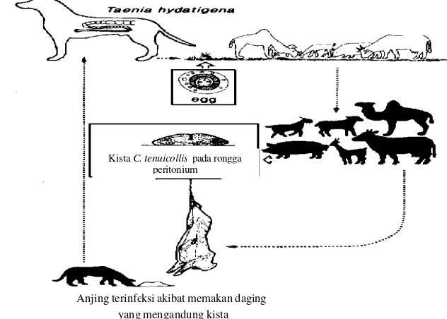 Gambar 2  Daur hidup Taenia hydatigena (Anonim  2008). 