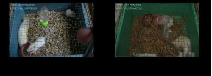 Gambar 6. Gambar (kiri) Tikus  Mengais Serutan Kayu. 