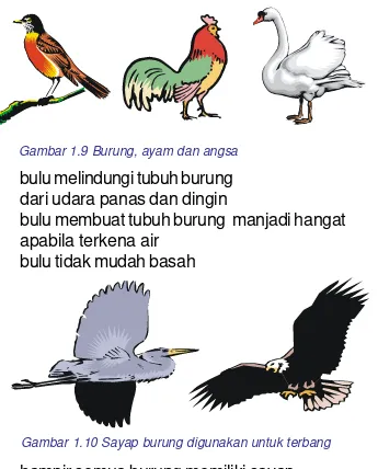 Gambar 1.9 Burung, ayam dan angsa