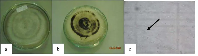 Gambar 3  Tahapan pelaksanan inokulasi C. acutatum isolat PYK 04. (a) buah yang telah dicuci; (b) inokulasi; (c) inkubasi dalam bak plastik 