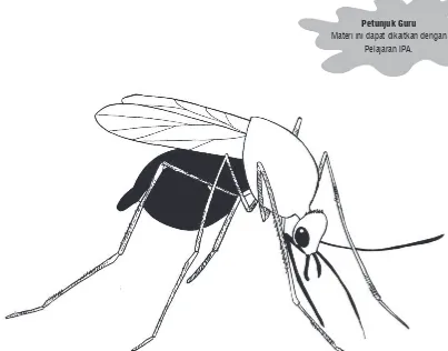Gambar 4.1. Nyamuk (Serangga)