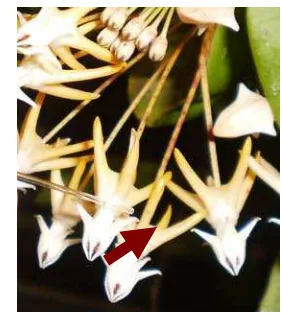 Gambar 5 Pengambilan nektar bunga H. multiflora dengan mikropipet 