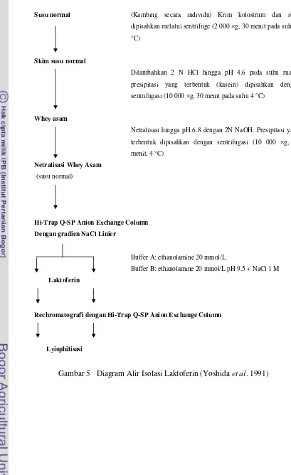 Gambar 5   Diagram Alir Isolasi Laktoferin (Yoshida et al. 1991) 