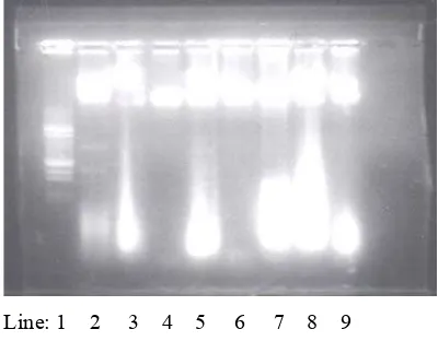 Gambar 1. Hasil Elektroforesis GelAgarose (1%) dari Total DNAkromosom.
