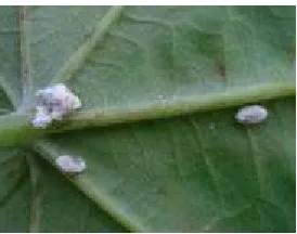 Gambar 3  Kutu putih Paracoccus marginatus 