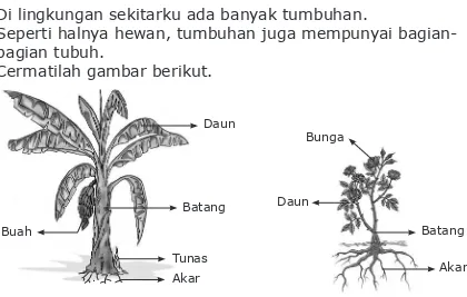 Gambar pohon pisang dan mawar