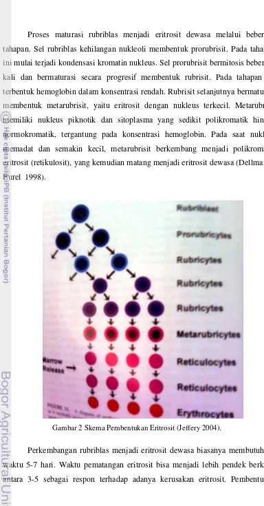 Gambar 2 Skema Pembentukan Eritrosit (Jeffery 2004). 