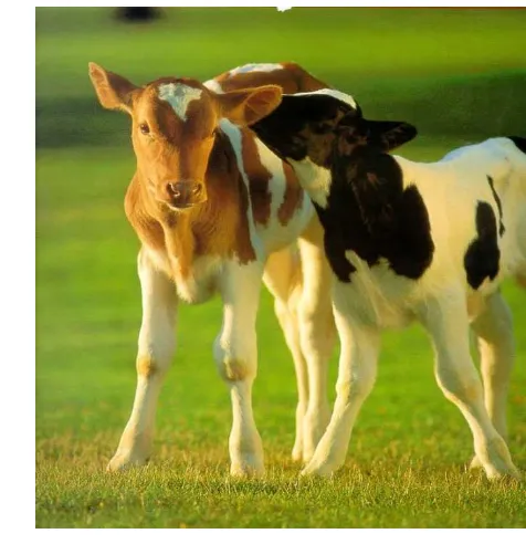 Gambar 1  Anak Sapi Friesien Holstein 