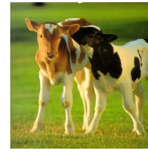 Gambar 1  Anak Sapi Friesien Holstein 