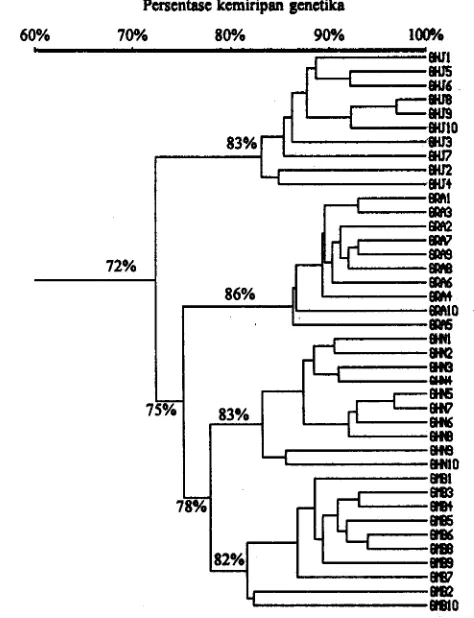 Gambar 1. Fenogram kemiripnn genetika berdasdan penanda RAPD 