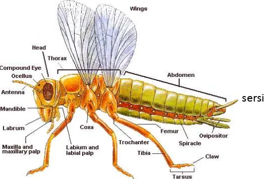 Gambar 1. Morfologi Umum Serangga 