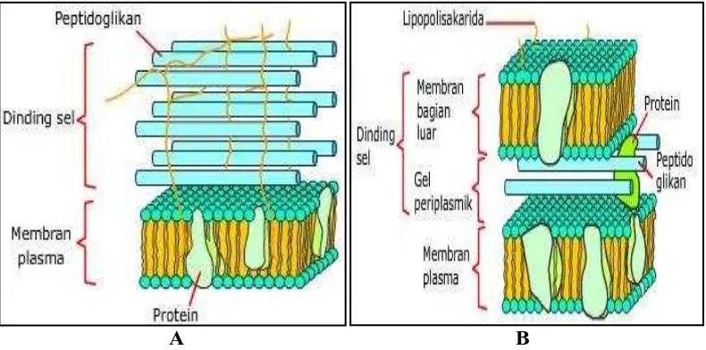 Gambar 3. Struktur Dinding Sel Bakteri Gram Positif (A) dan Bakteri Gram Negatif (B) 