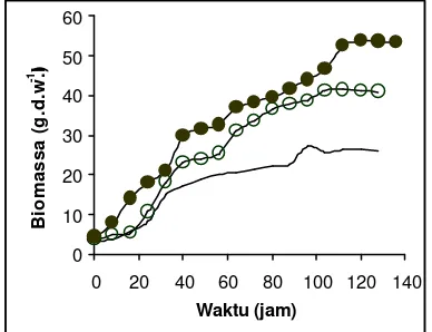 Gambar 1. Pertambahan biomassa P. rhodozyma dalam medium 