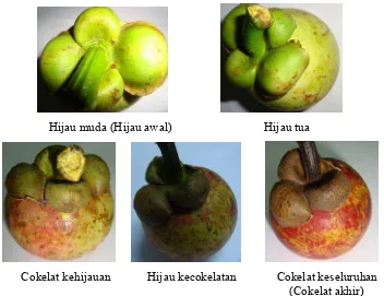 Gambar 18. Perubahan warna cupat buah manggis  