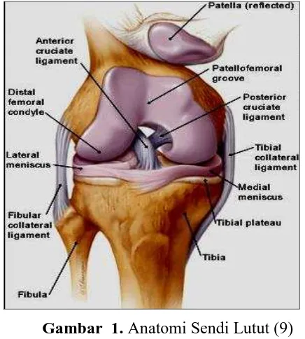 Gambar 1. Anatomi Sendi Lutut (9)