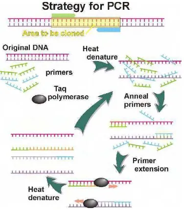 Gambar 1  Ilustrasi siklus PCR  