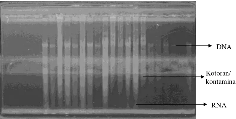 Gambar 5 Pola pita DNA hasil ekstraksi dan isolasi dari daun  Shorea laevis 