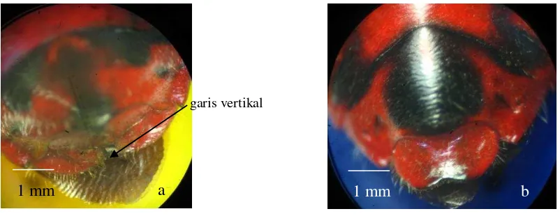 Gambar 5   Imago Chrysocoris javanus jantan (a) dan betina (b) 