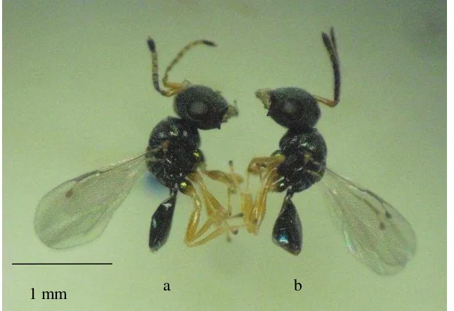Gambar 15  Antena imago parasitoid Famili Pteromalidae jantan (a) dan betina (b) 