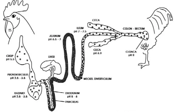 Gambar 3  Kondisi pH pada saluran pencernaan unggas (Gauthier 2002).