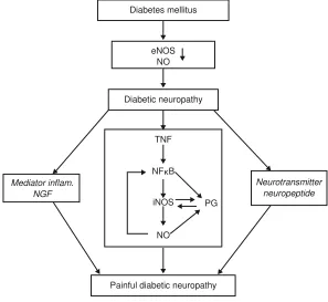 Figure 2 Pathophysiological relationship between TnF-�, inOs, and painful diabetic neuropathy