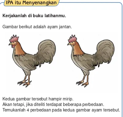 Gambar berikut adalah ayam jantan.