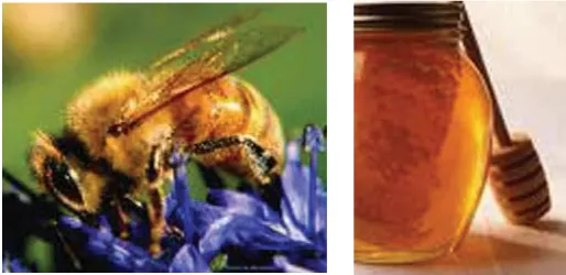 Gambar apakah itu?Apakah hubungan dari kedua gambar tersebut?Hewan pada gambar tersebut adalah lebah.Orang-orang banyak memelihara lebahkarena dapat menghasilkan madu.Tahukah kamu kegunaan dari madu?