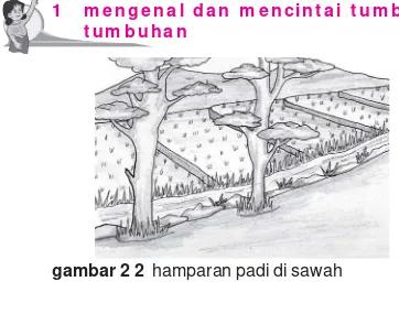 gambar 2 2  hamparan padi di sawah