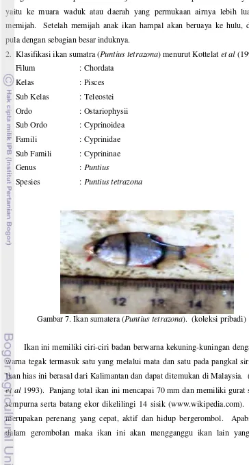 Gambar 7. Ikan sumatera ( Puntius tetrazona).  (koleksi pribadi) 