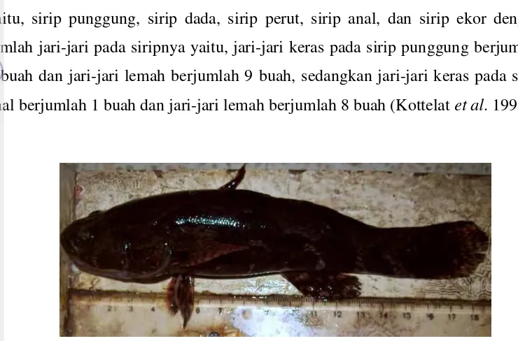 Gambar 8. Ikan betutu (Oxyeleotris marmorata).  (koleksi pribadi) 