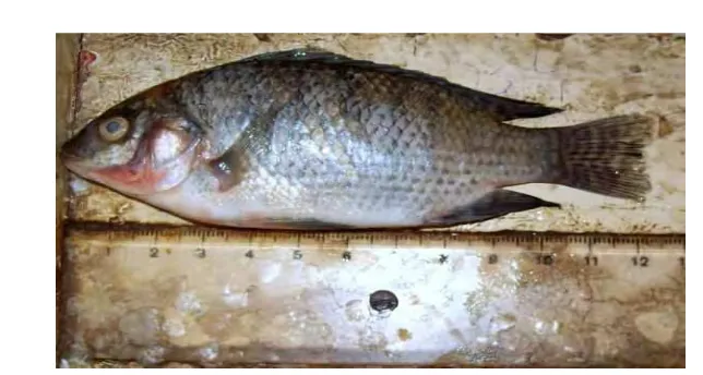 Gambar 10. Ikan nila (Oreochromis niloticus).  (koleksi pribadi). 