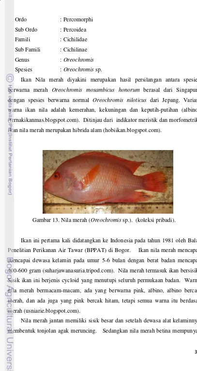 Gambar 13. Nila merah (Oreochromis sp.).  (koleksi pribadi). 
