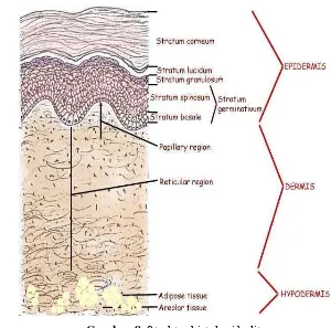 Gambar 8  Struktur histologi kulit  